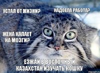 устал от жизни? надоела работа? жена капает на мозги? езжай в восточный казахстан изучать кошку