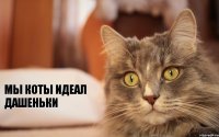 мы коты идеал дашеньки