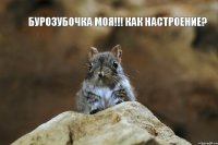 Бурозубочка МОЯ!!! КАК НАСТРОЕНИЕ?