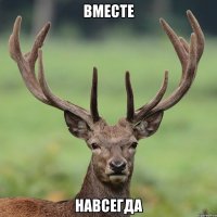 Вместе навсегда