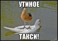 УТИНОЕ ТАКСИ!