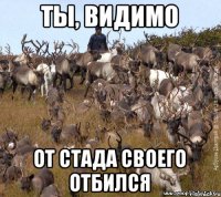 ты, видимо от стада своего отбился