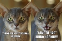 "5 минут нозат"Хозяйка накорми "Спустя час" Живо корми!!!