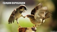 Ёбушки воробушки