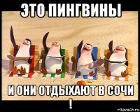 это пингвины и они отдыхают в сочи !