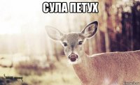 сула петух 