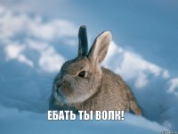 Ебать ты волк!