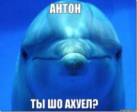 Антон Ты шо ахуел?