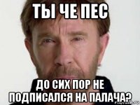 ты че пес до сих пор не подписался на палача?