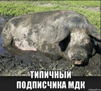  типичный подписчика мдк