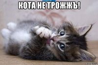 кота не трожжъ! 