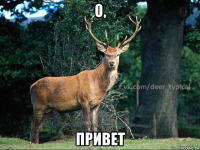 о, привет