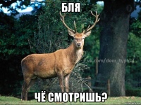 бля чё смотришь?