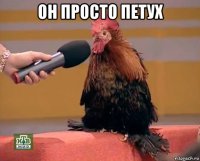 он просто петух 