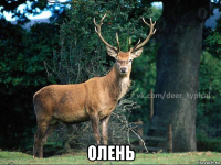  олень