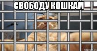 свободу кошкам 