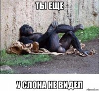 ты еще у слона не видел