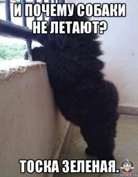 и почему собаки не летают? тоска зеленая.