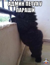 админ петух у параши 