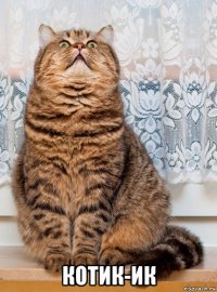  котик-ик