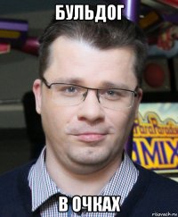 бульдог в очках