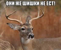 они же шишки не ест! 