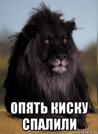  опять киску спалили