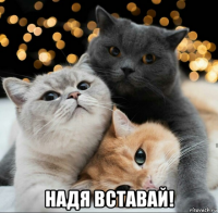  надя вставай!