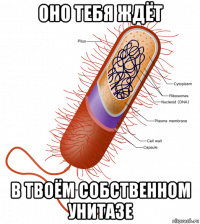 оно тебя ждёт в твоём собственном унитазе