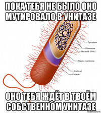 пока тебя не было оно мутировало в унитазе оно тебя ждёт в твоём собственном унитазе