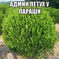 админ петух у параши 