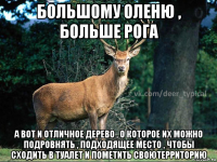большому оленю , больше рога а вот и отличное дерево , о которое их можно подровнять , подходящее место , чтобы сходить в туалет и пометить своютерриторию