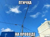 птичка на проводе