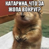 катарина, что за жопа вокруг? 