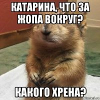 катарина, что за жопа вокруг? какого хрена?