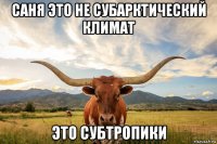 саня это не субарктический климат это субтропики