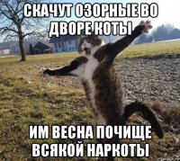 скачут озорные во дворе коты им весна почище всякой наркоты