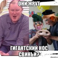 они жрут гигантский нос свиньи?