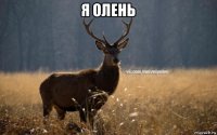 я олень 