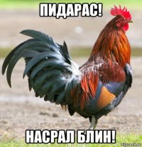 пидарас! насрал блин!