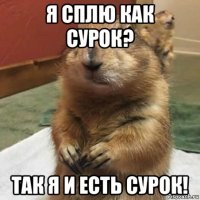 я сплю как сурок? так я и есть сурок!