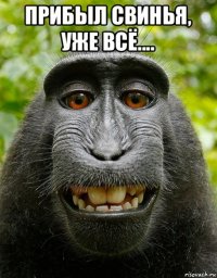 прибыл свинья, уже всё.... 