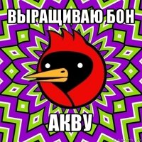 выращиваю бон акву