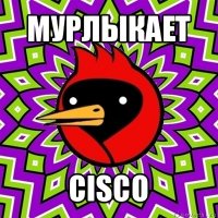 мурлыкает cisco