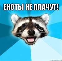 еноты не плачут! 