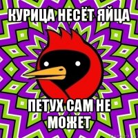 курица несёт яйца петух сам не может