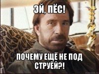 эй, пёс! почему ещё не под струёй?!