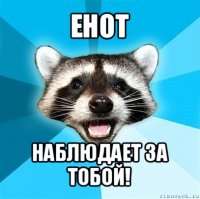 енот наблюдает за тобой!