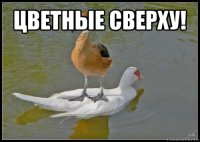 цветные сверху! 