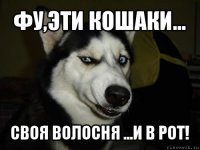 Фу,эти кошаки... своя волосня ...и в рот!